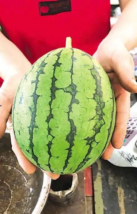 青岛的网红吃瓜事件视频,揭秘网络热议背后的真相