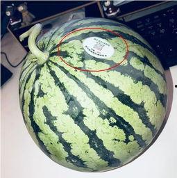 网红吃瓜集合,揭秘娱乐圈幕后故事