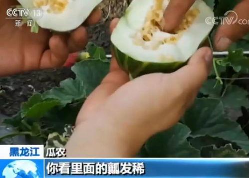 康县网红吃瓜视频爆料曝光,一场网络爆料的背后真相