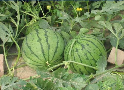 临沂网红吃瓜事件,揭秘网络舆论的风暴与真相